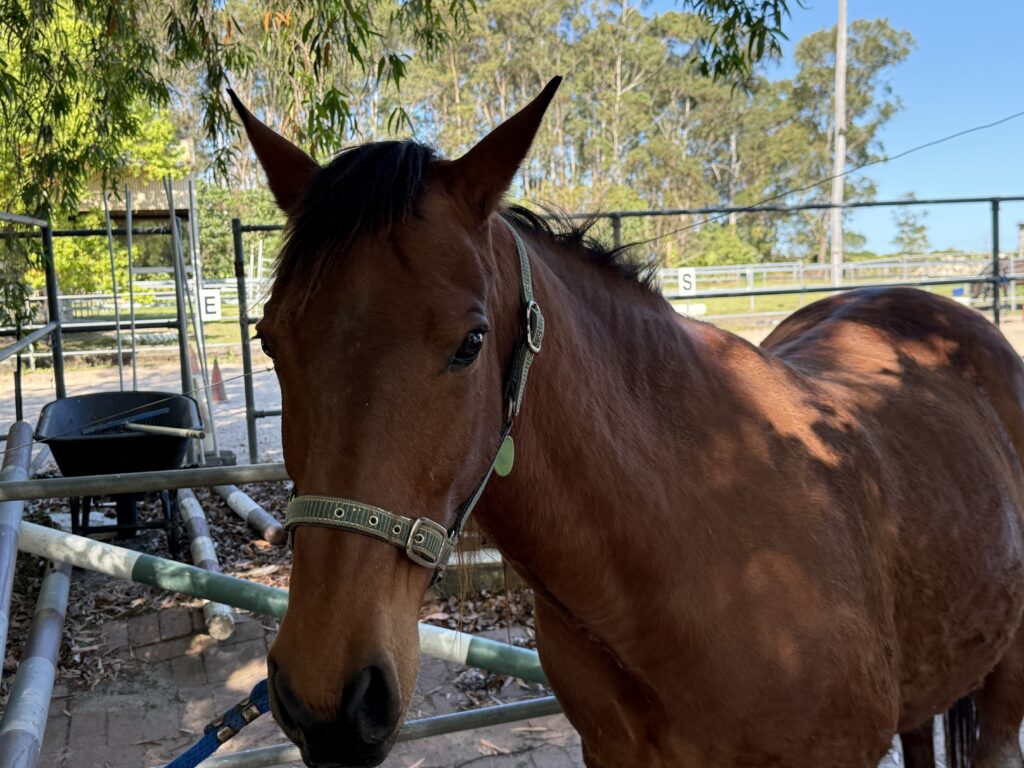 drover